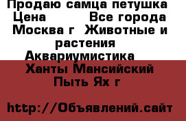 Продаю самца петушка › Цена ­ 700 - Все города, Москва г. Животные и растения » Аквариумистика   . Ханты-Мансийский,Пыть-Ях г.